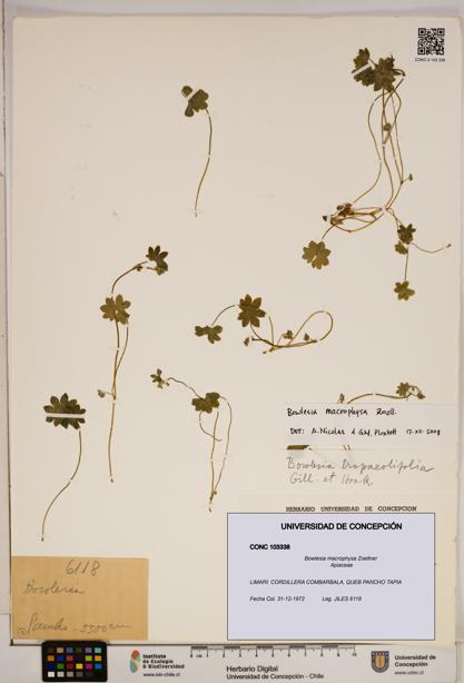 Bowlesia macrophysa [Espécimen: ]