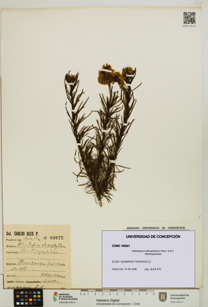 Heliotropium stenophyllum [Espécimen: UDEC:CONC:0103341]