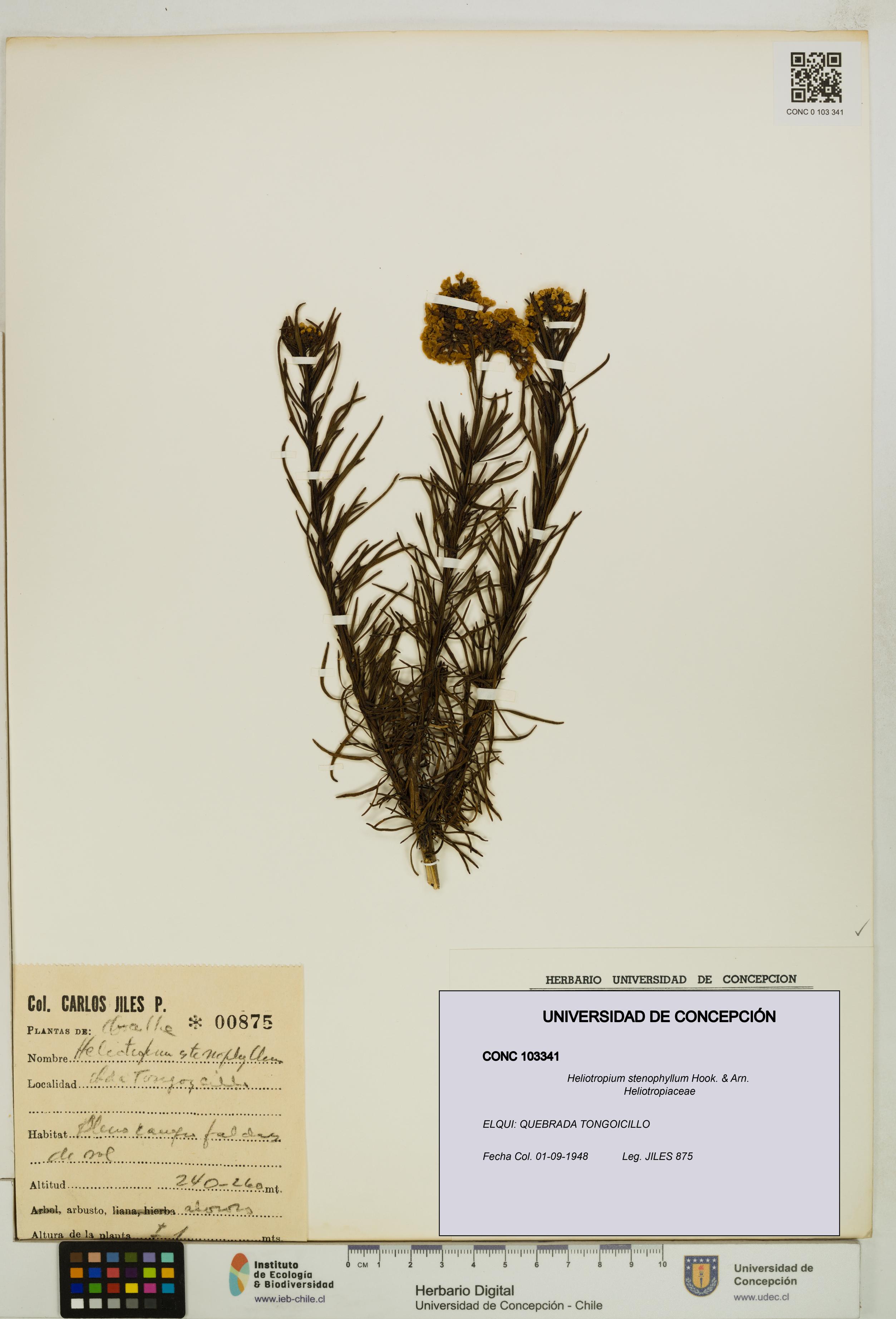 Heliotropium stenophyllum [Espécimen: UDEC:CONC:0103341]