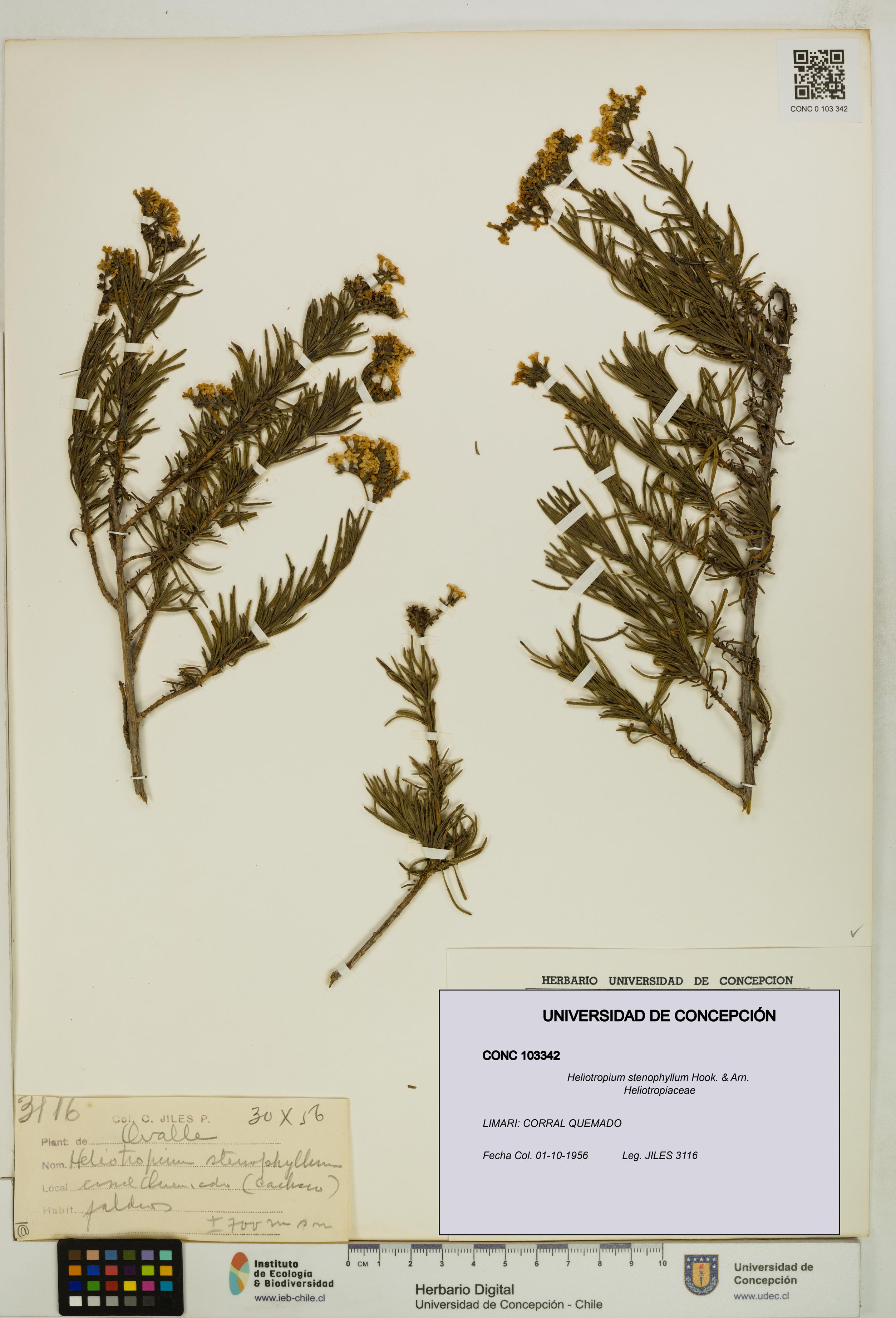 Heliotropium stenophyllum [Espécimen: UDEC:CONC:0103342]