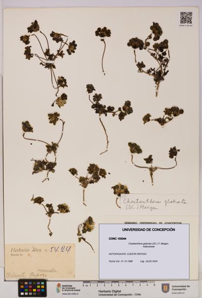 Chaetanthera glabrata [Espécimen: UDEC:CONC:0103344]