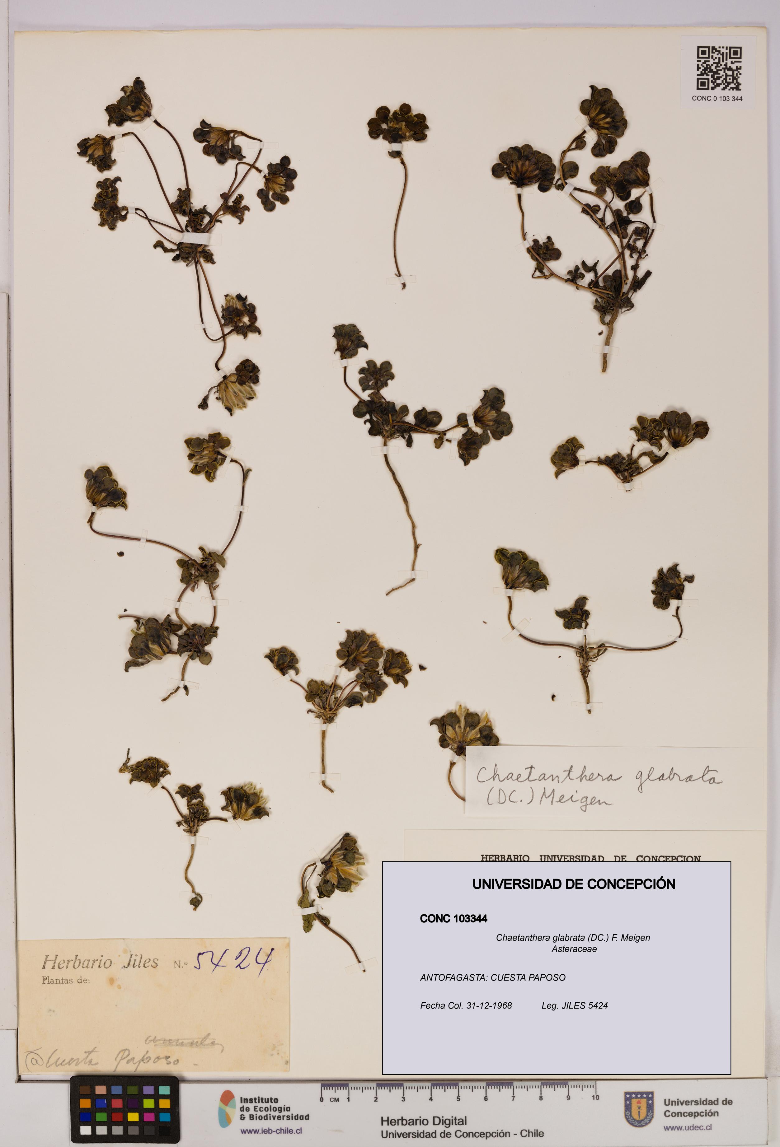 Chaetanthera glabrata [Espécimen: UDEC:CONC:0103344]