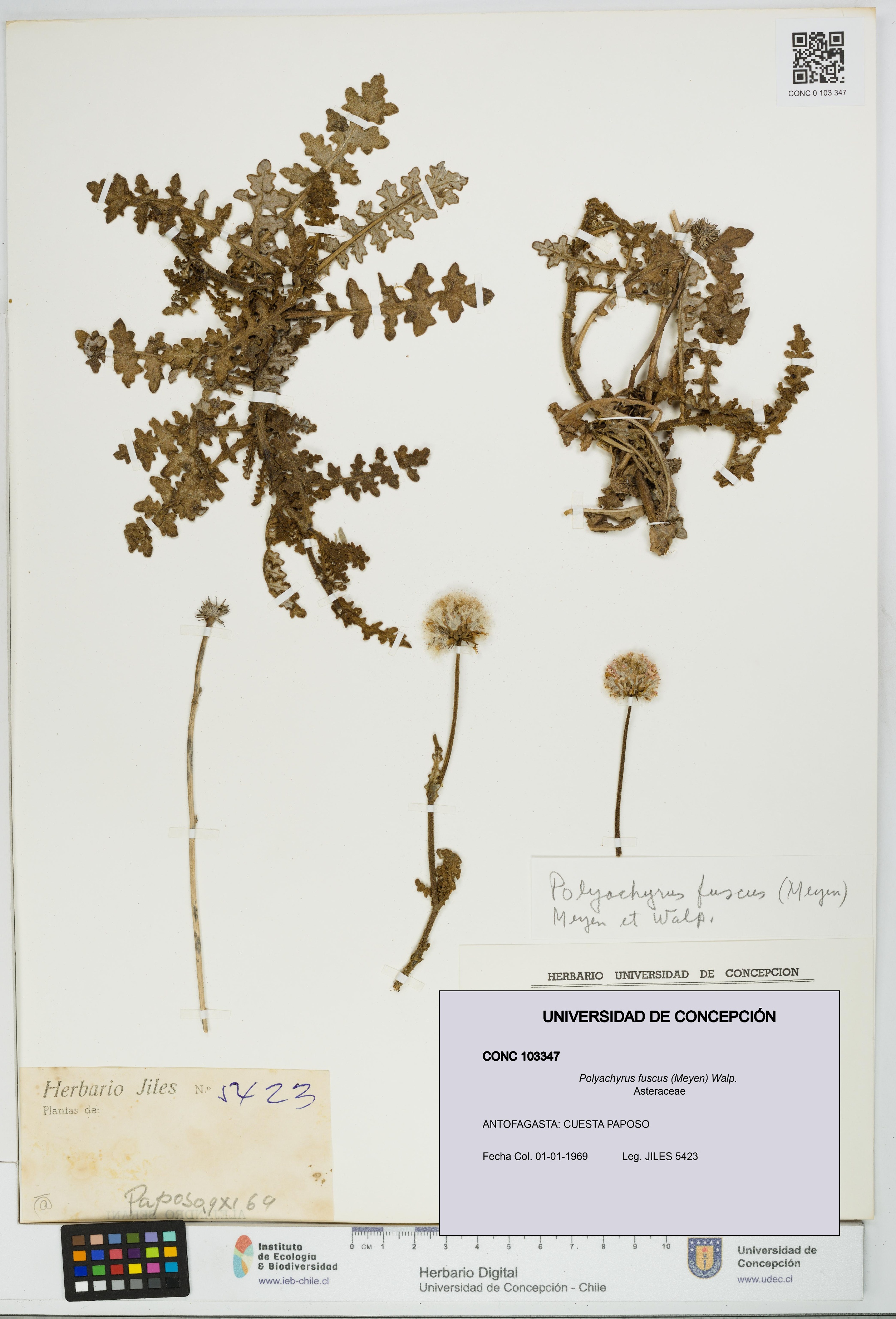 Polyachyrus fuscus [Espécimen: UDEC:CONC:0103347]
