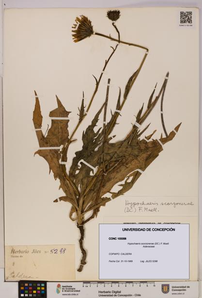Hypochaeris scorzonerae [Espécimen: UDEC:CONC:0103358]