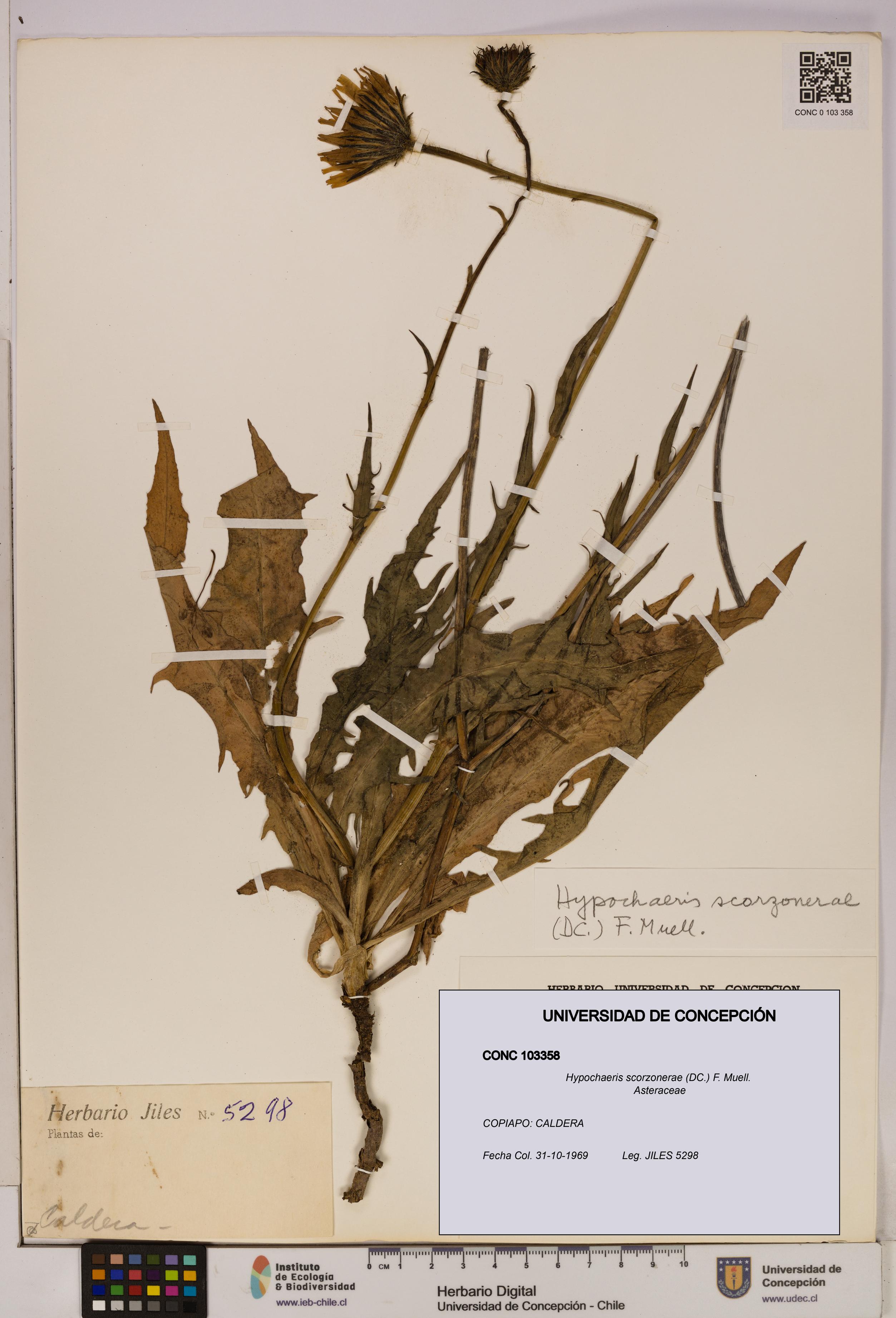 Hypochaeris scorzonerae [Espécimen: UDEC:CONC:0103358]