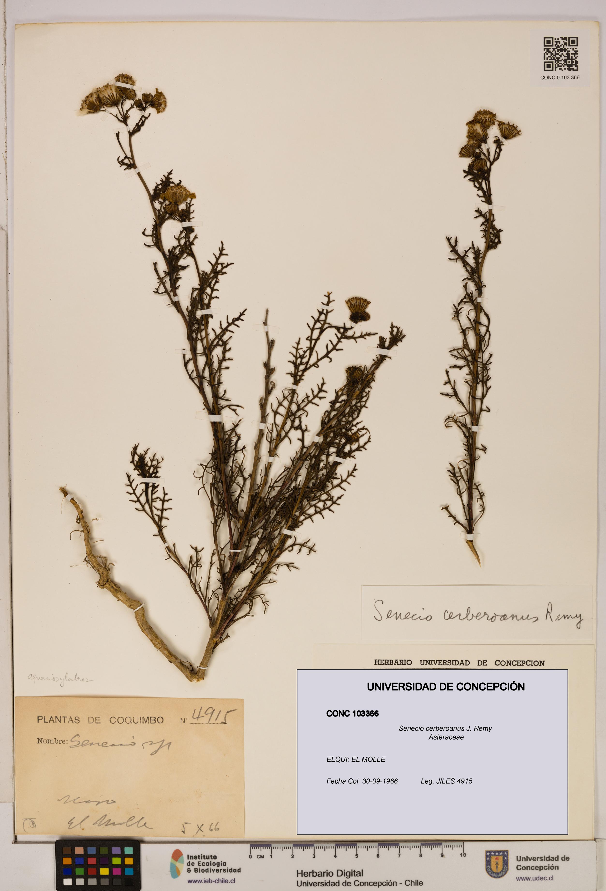 Senecio cerberoanus [Espécimen: UDEC:CONC:0103366]