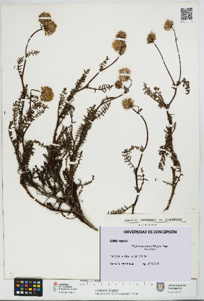 Polyachyrus fuscus [Espécimen: UDEC:CONC:0103373]