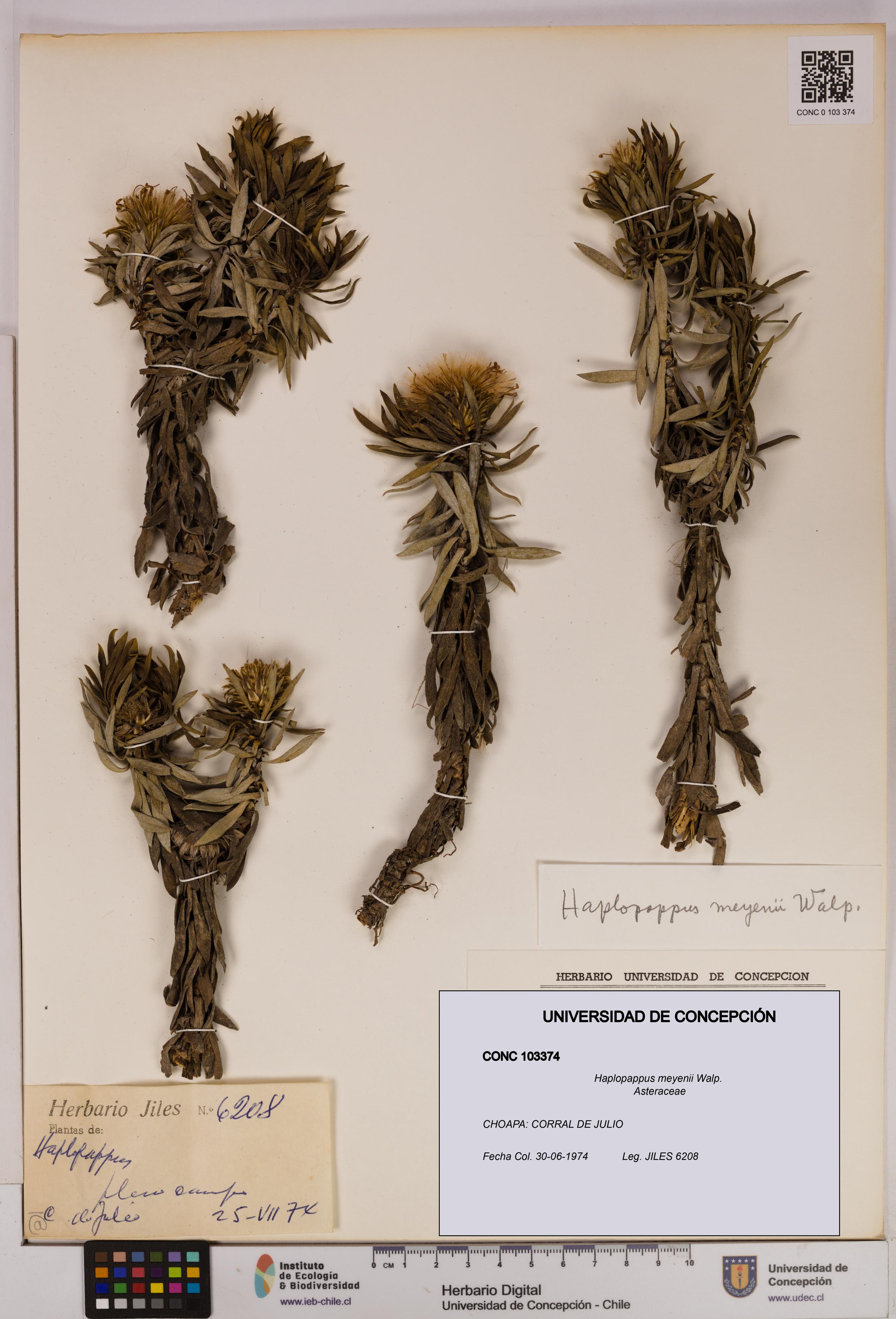 Haplopappus meyenii [Espécimen: UDEC:CONC:0103374]
