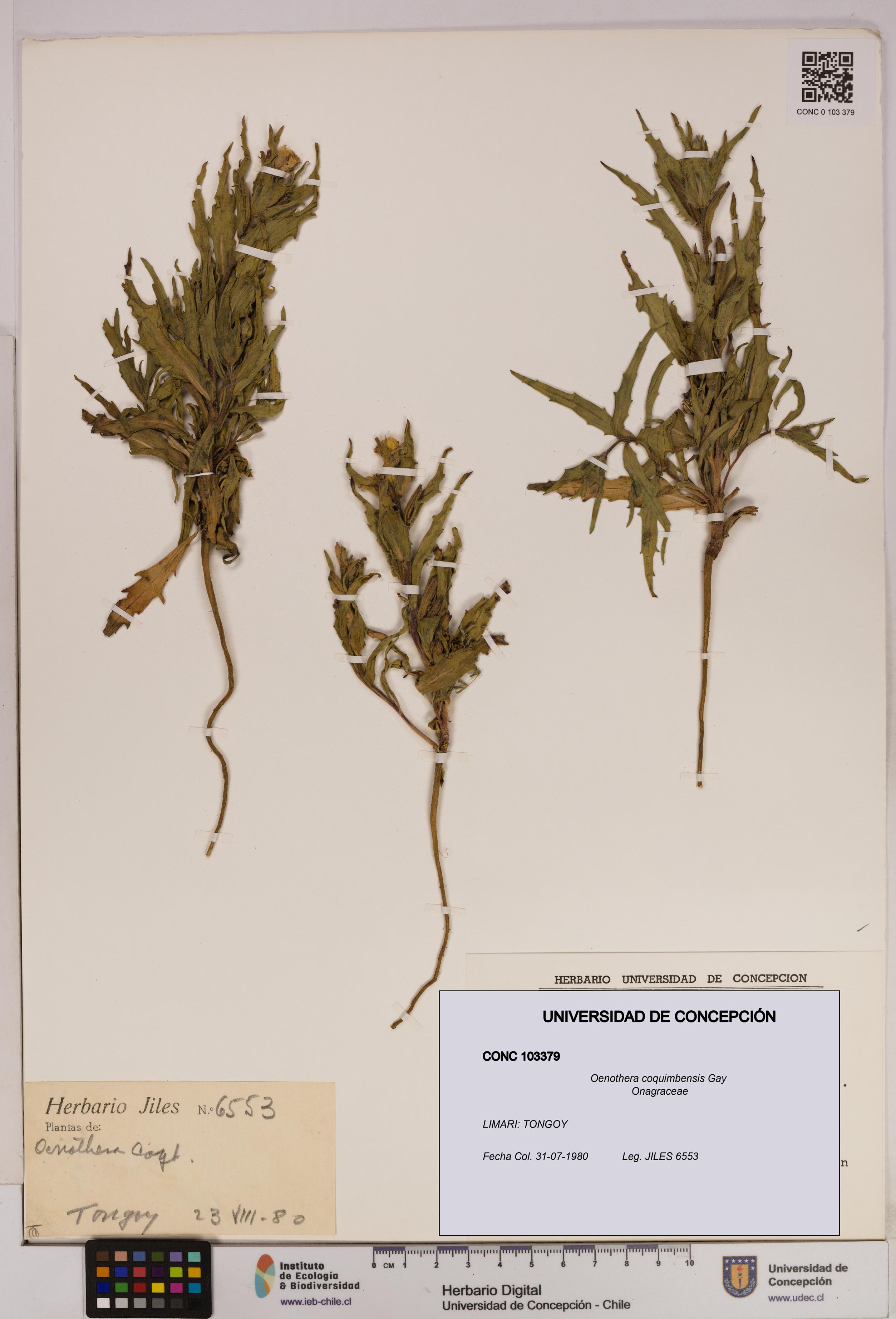 Oenothera coquimbensis [Espécimen: UDEC:CONC:0103379]