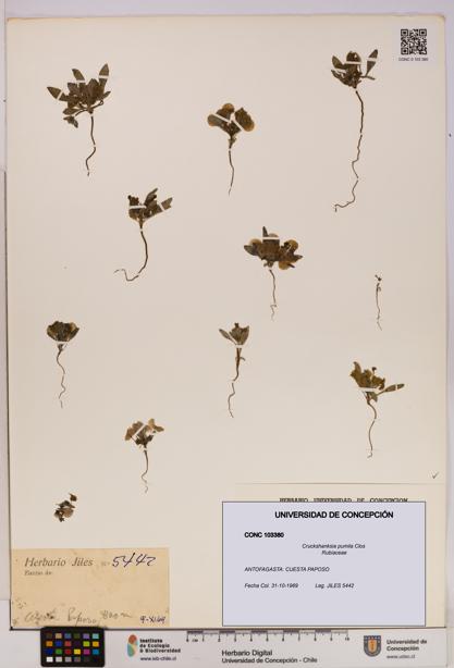 Cruckshanksia pumila [Espécimen: UDEC:CONC:0103380]