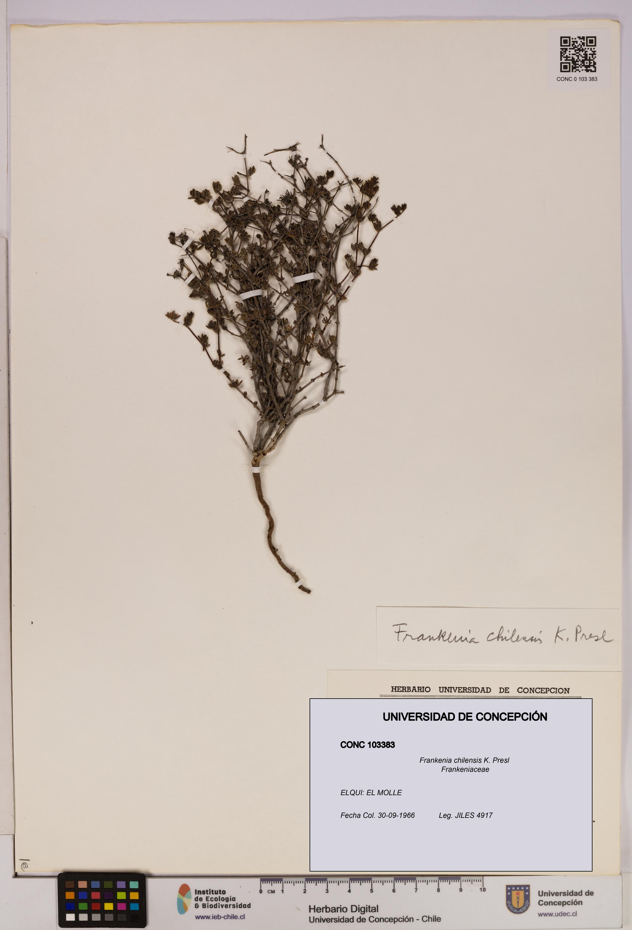 Frankenia chilensis [Espécimen: UDEC:CONC:0103383]