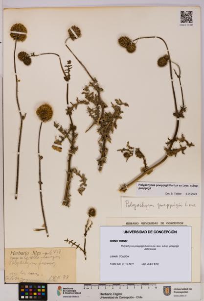 Polyachyrus poeppigii [Espécimen: UDEC:CONC:0103387]
