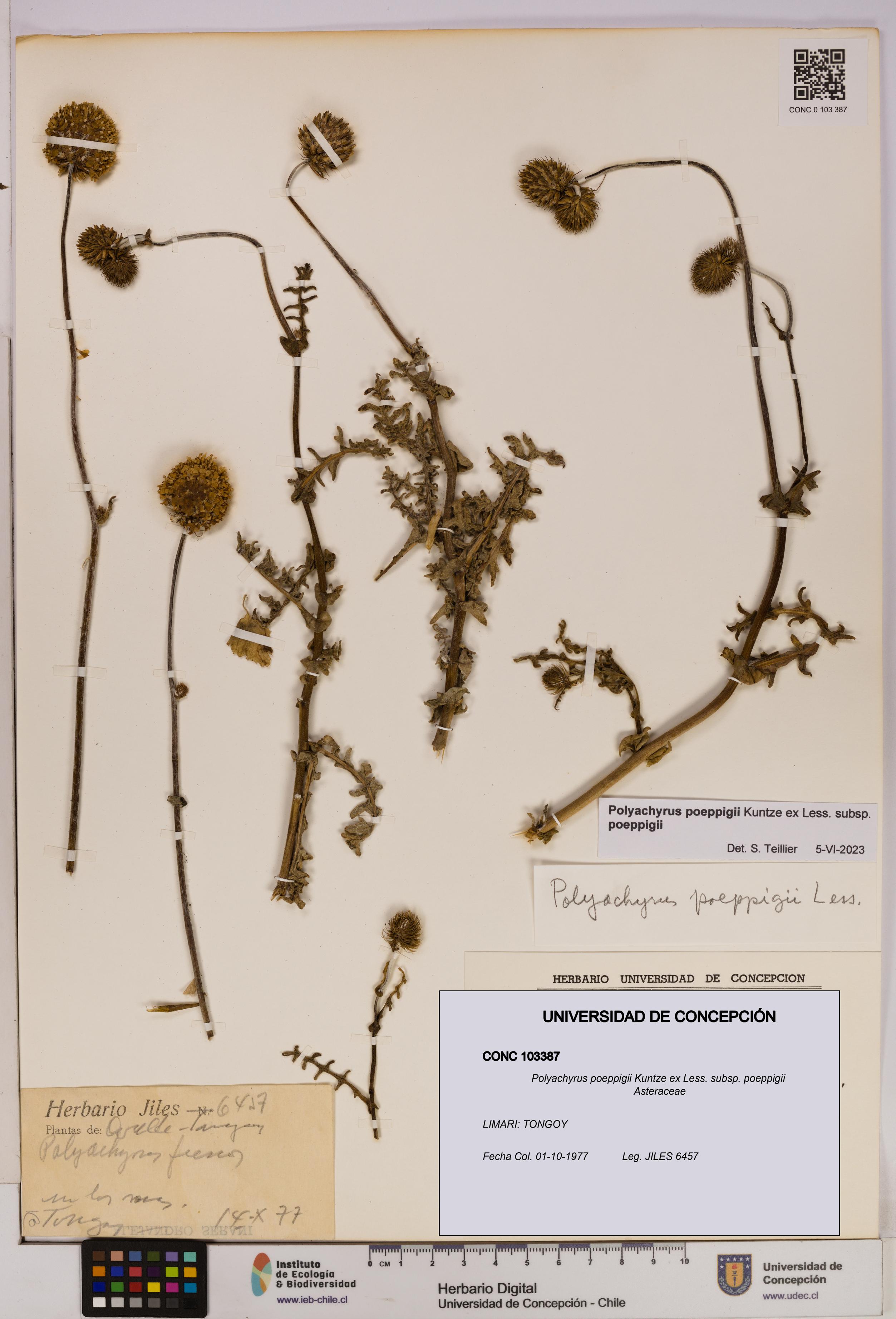 Polyachyrus poeppigii [Espécimen: UDEC:CONC:0103387]