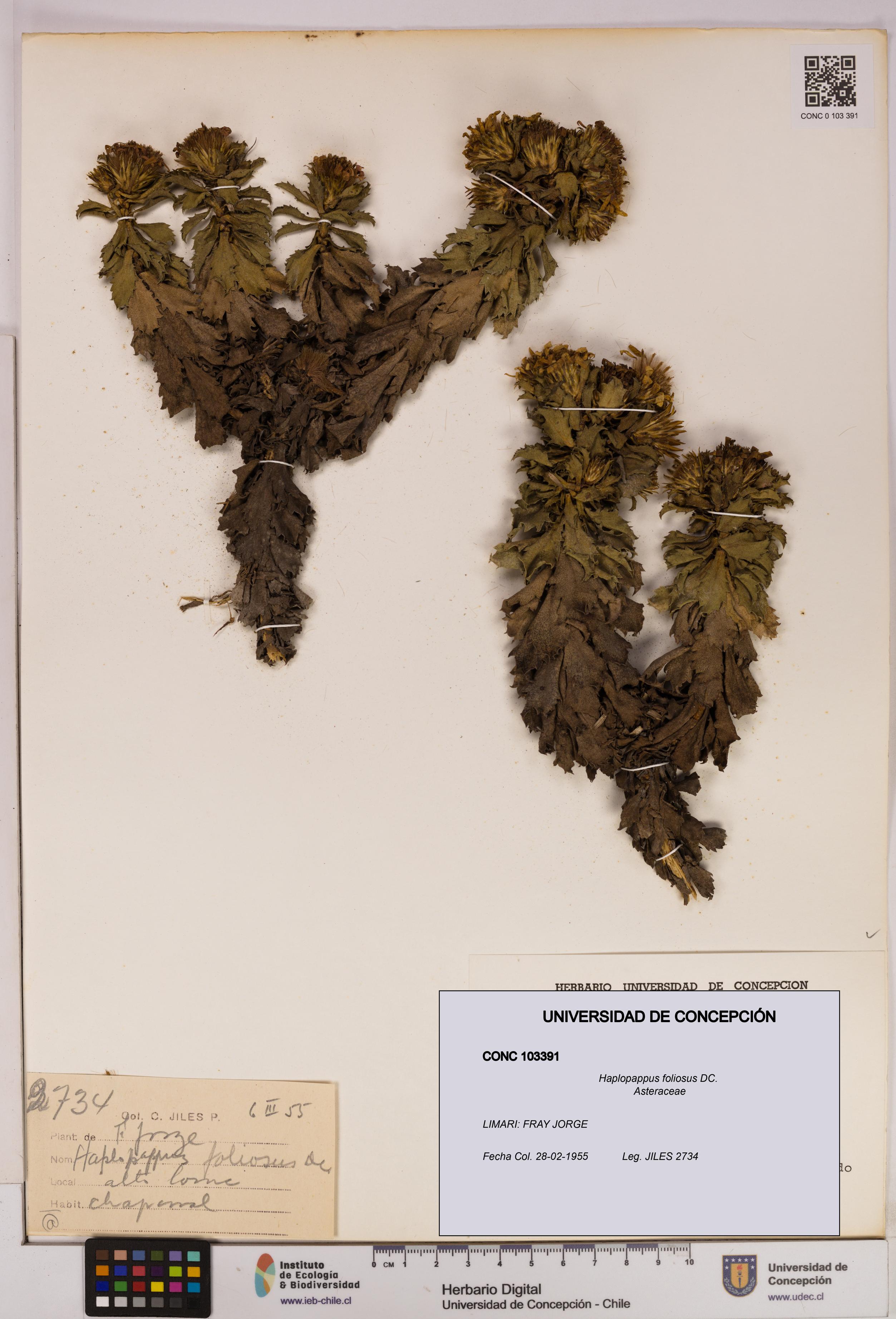 Haplopappus foliosus [Espécimen: UDEC:CONC:0103391]