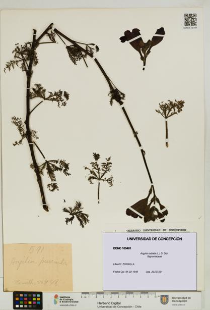 Argylia radiata [Espécimen: UDEC:CONC:0103401]