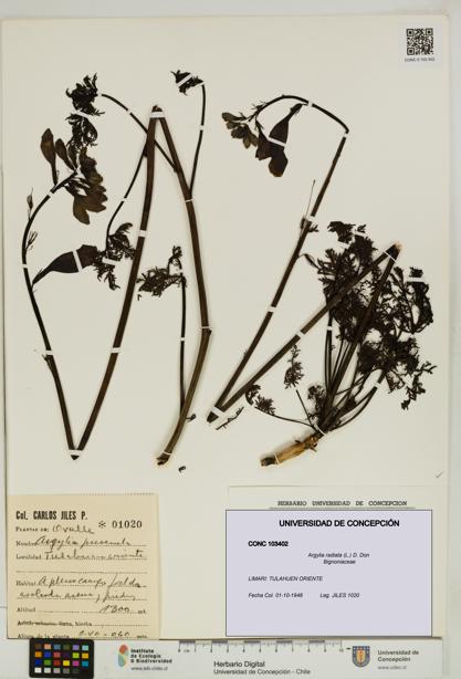Argylia radiata [Espécimen: UDEC:CONC:0103402]