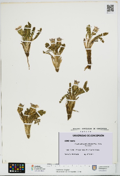 Perezia carthamoides [Espécimen: UDEC:CONC:0103412]