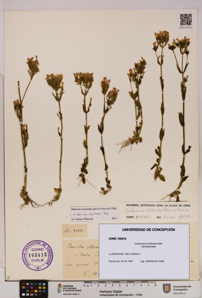 Centaurium erythraea [Espécimen: UDEC:CONC:0103413]