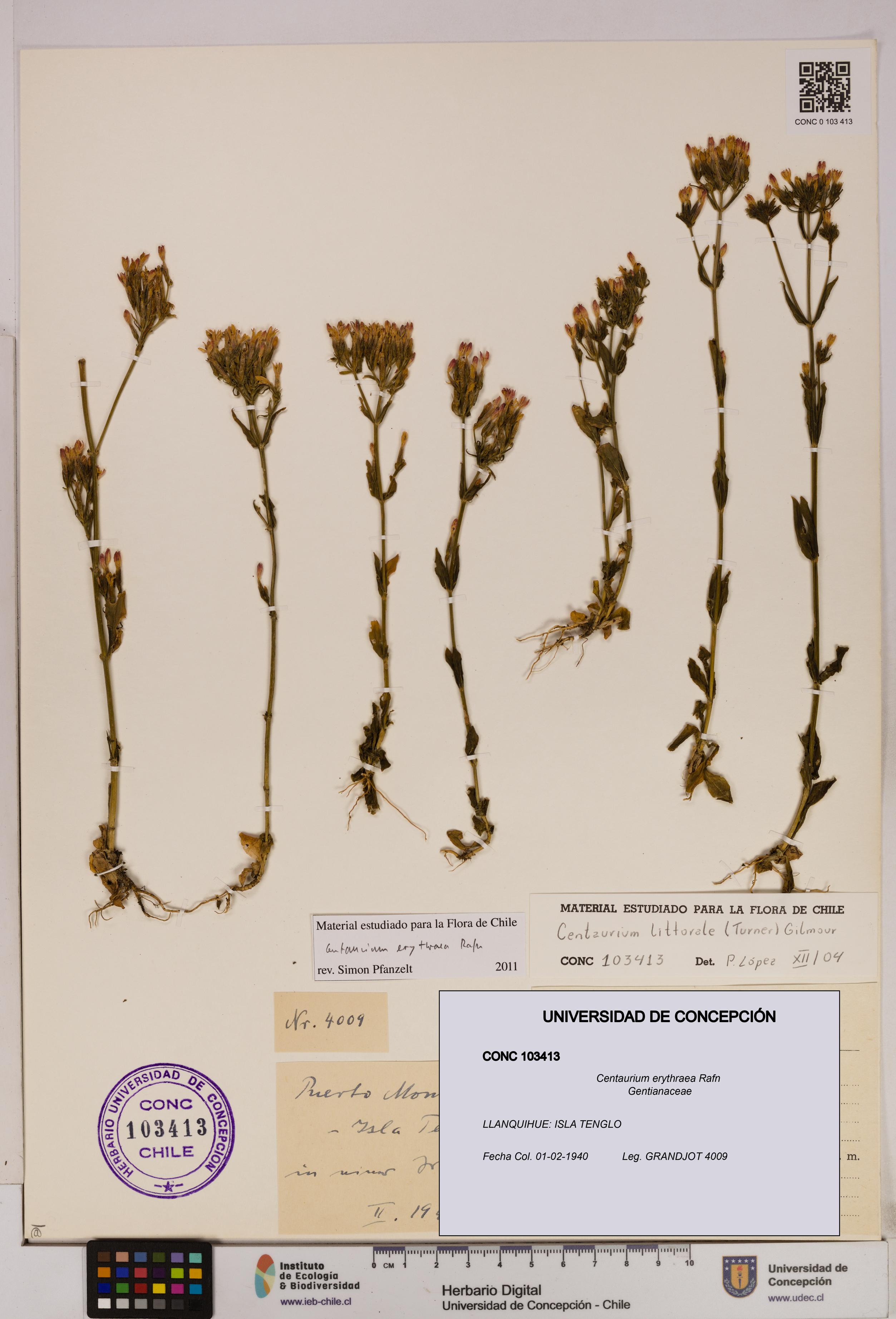 Centaurium erythraea [Espécimen: UDEC:CONC:0103413]