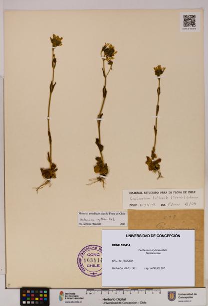 Centaurium erythraea [Espécimen: UDEC:CONC:0103414]