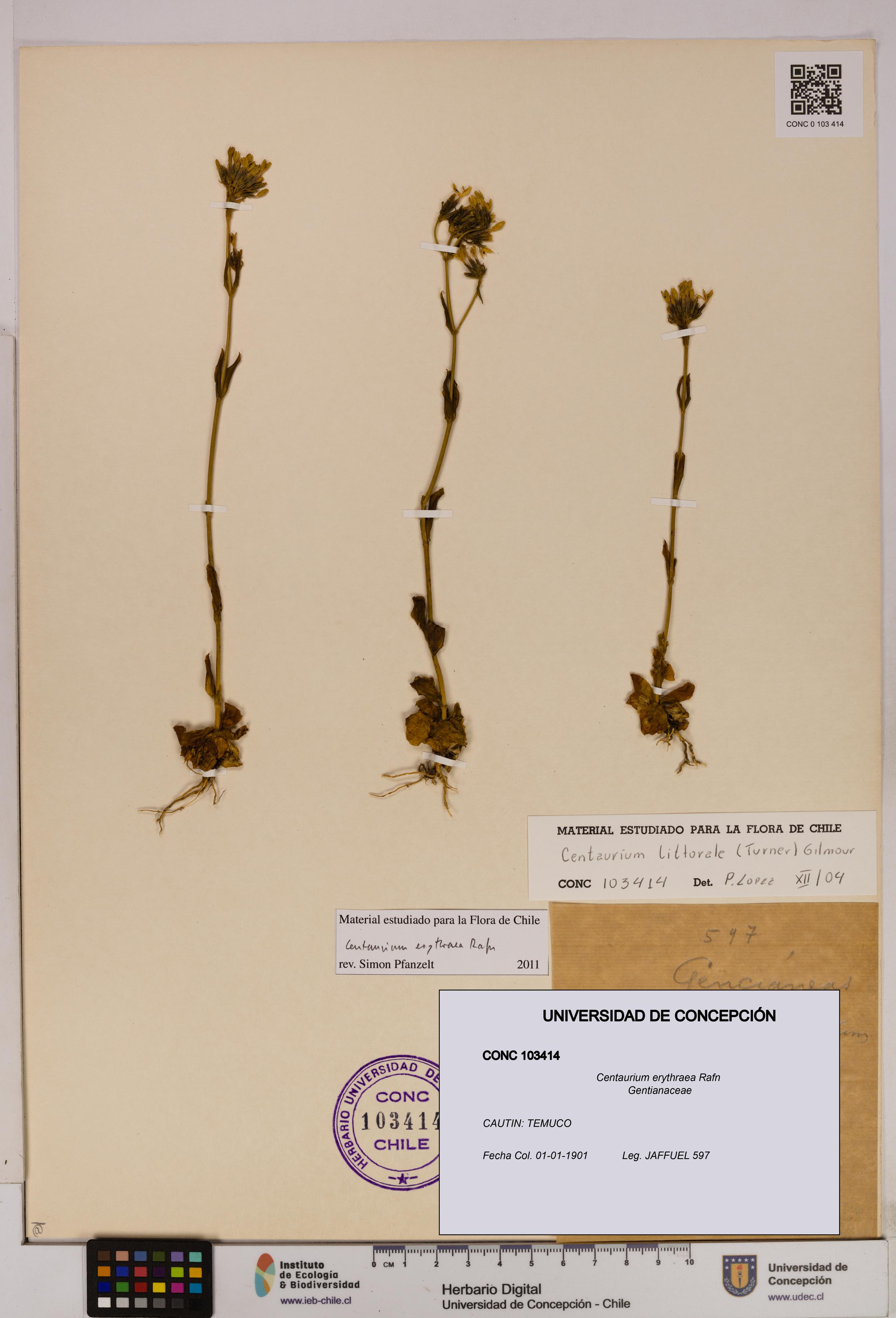 Centaurium erythraea [Espécimen: UDEC:CONC:0103414]