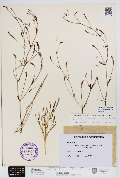 Centaurium cachanlahuen [Espécimen: UDEC:CONC:0103415]
