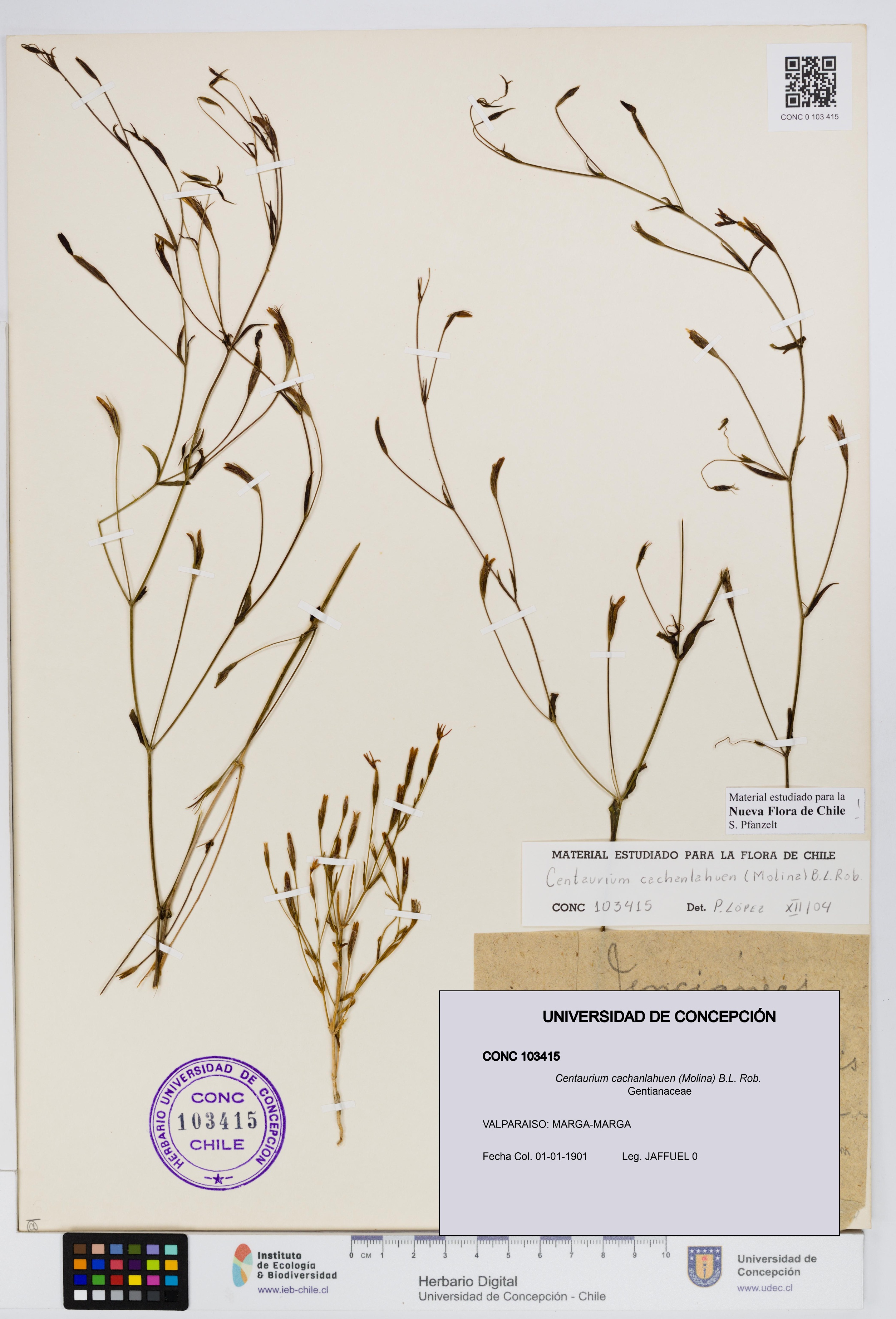Centaurium cachanlahuen [Espécimen: UDEC:CONC:0103415]