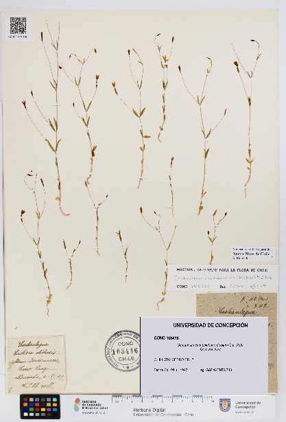 Centaurium cachanlahuen [Espécimen: UDEC:CONC:0103416]