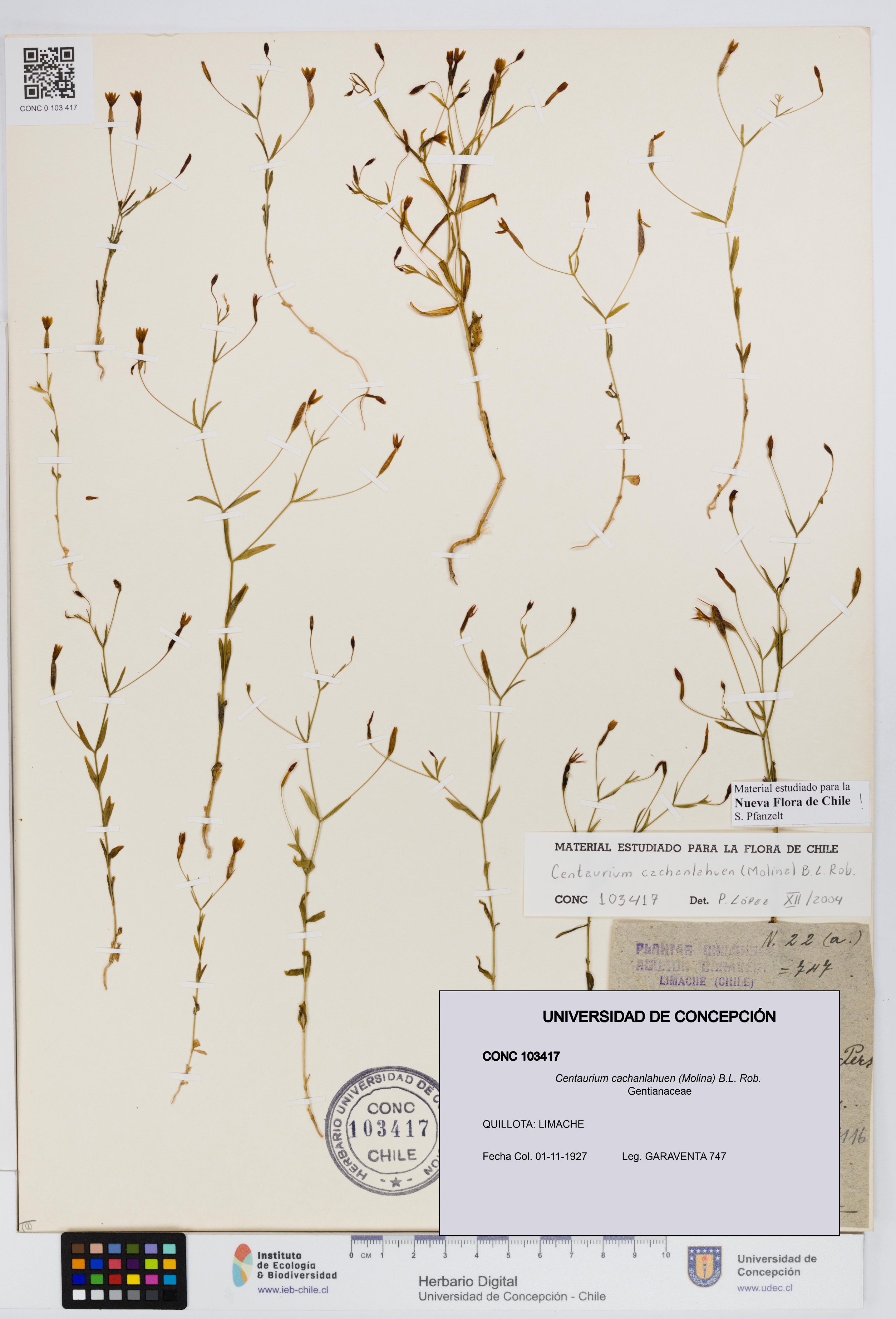 Centaurium cachanlahuen [Espécimen: UDEC:CONC:0103417]