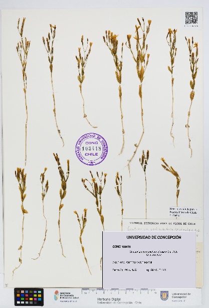 Centaurium cachanlahuen [Espécimen: UDEC:CONC:0103418]