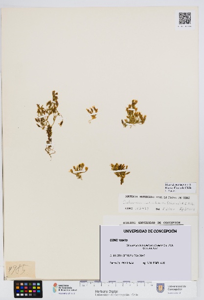 Centaurium cachanlahuen [Espécimen: UDEC:CONC:0103419]
