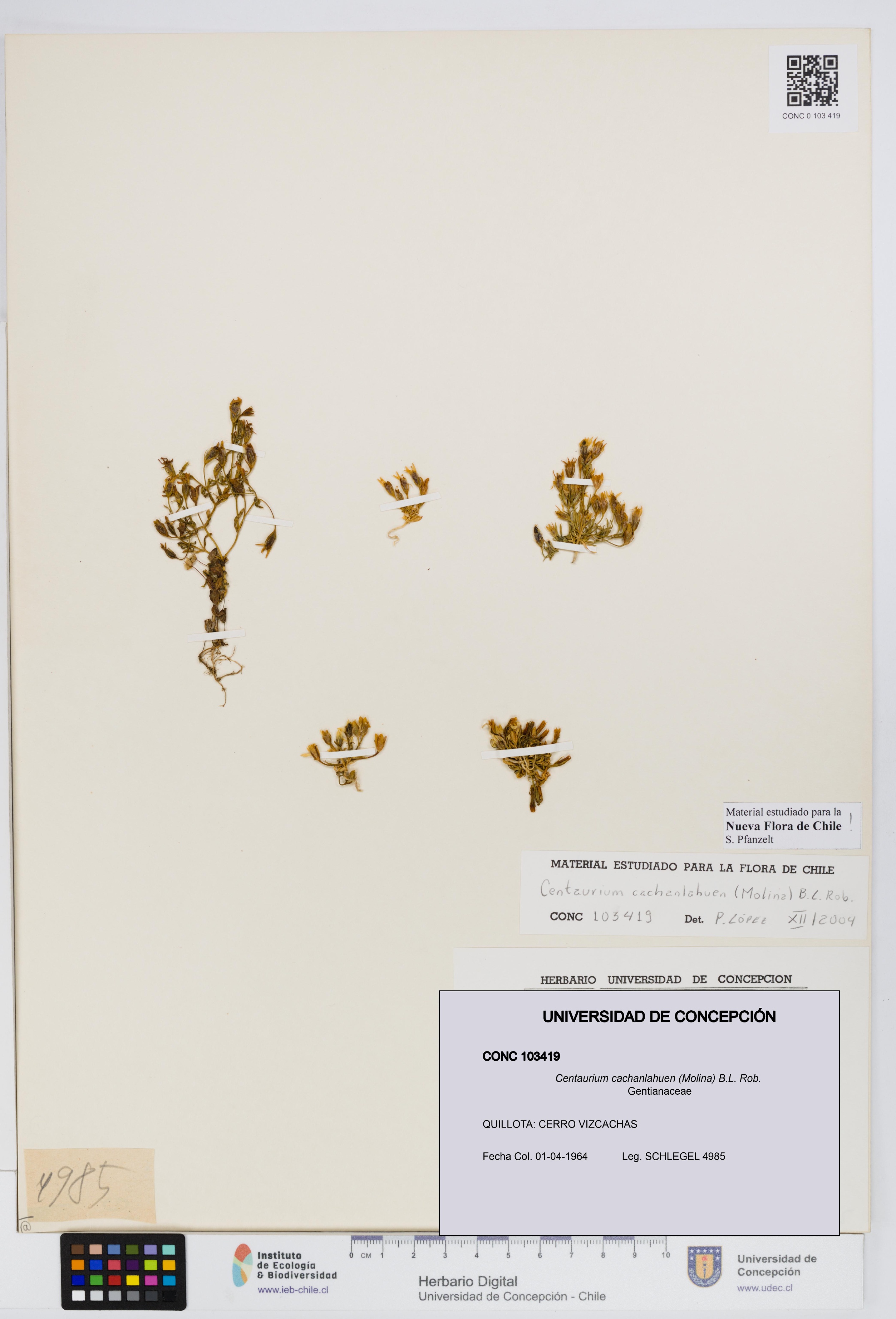 Centaurium cachanlahuen [Espécimen: UDEC:CONC:0103419]