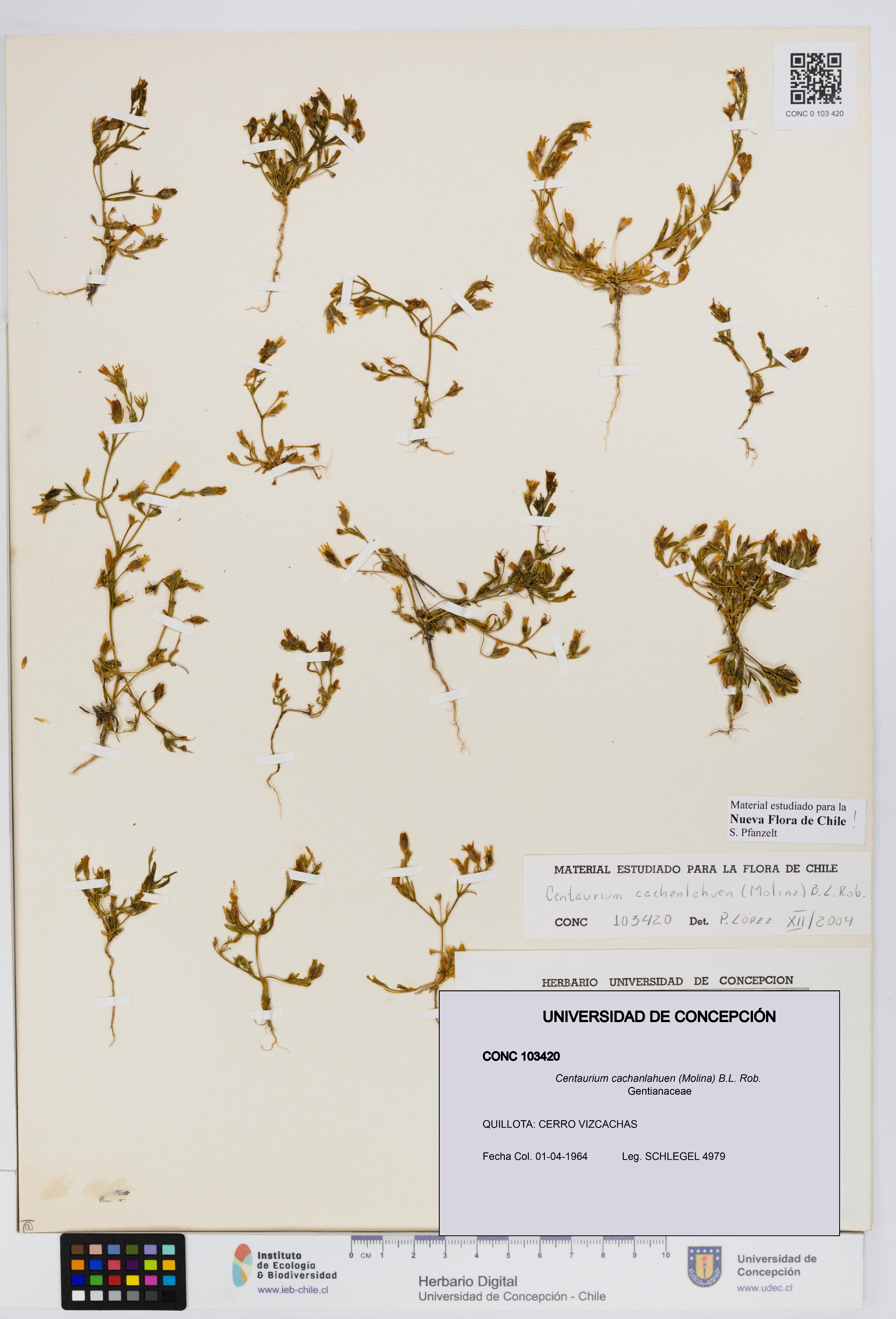 Centaurium cachanlahuen [Espécimen: UDEC:CONC:0103420]
