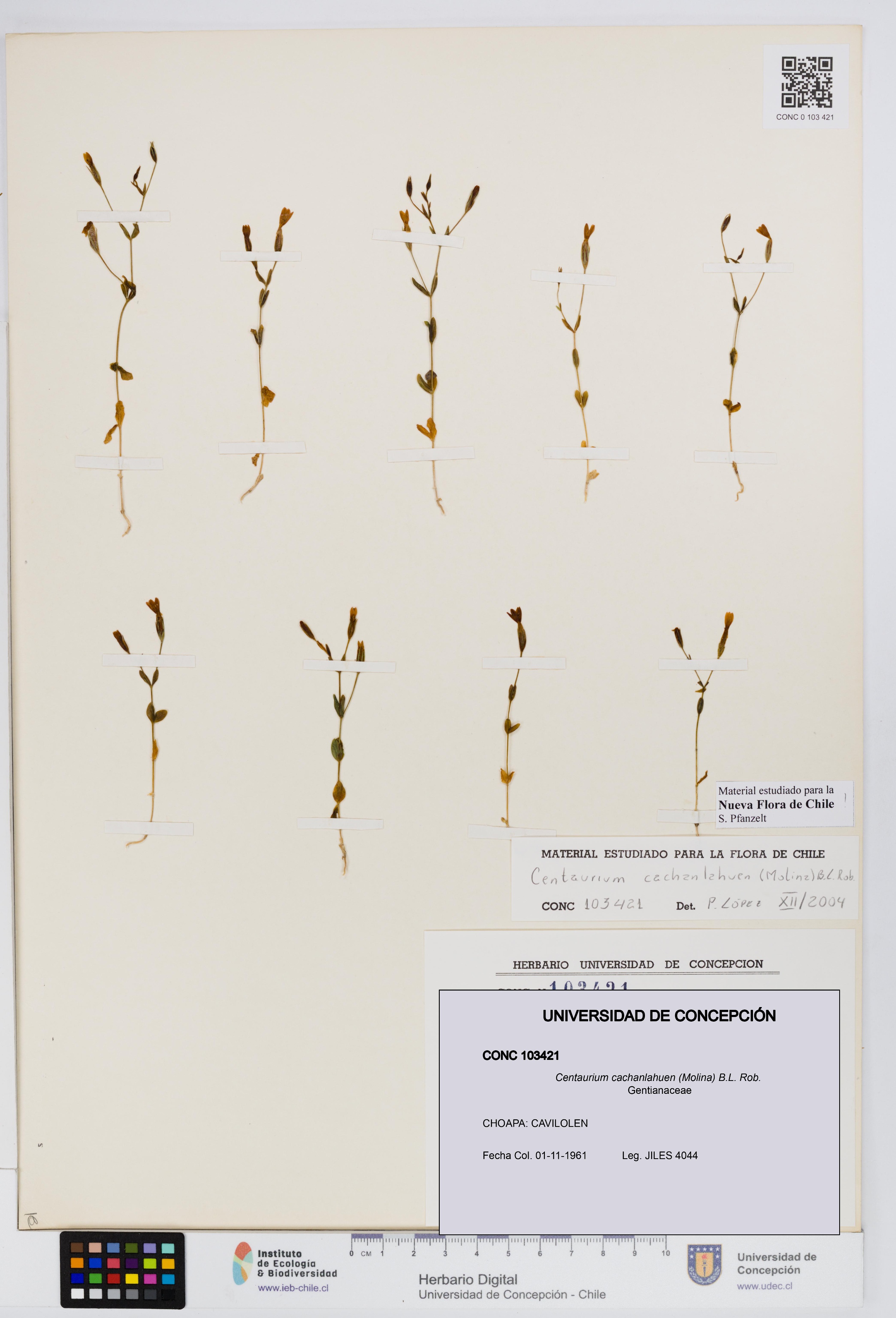 Centaurium cachanlahuen [Espécimen: UDEC:CONC:0103421]