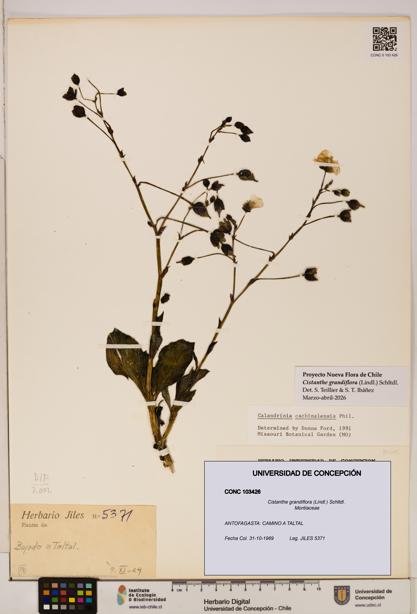 Cistanthe grandiflora [Espécimen: UDEC:CONC:0103426]
