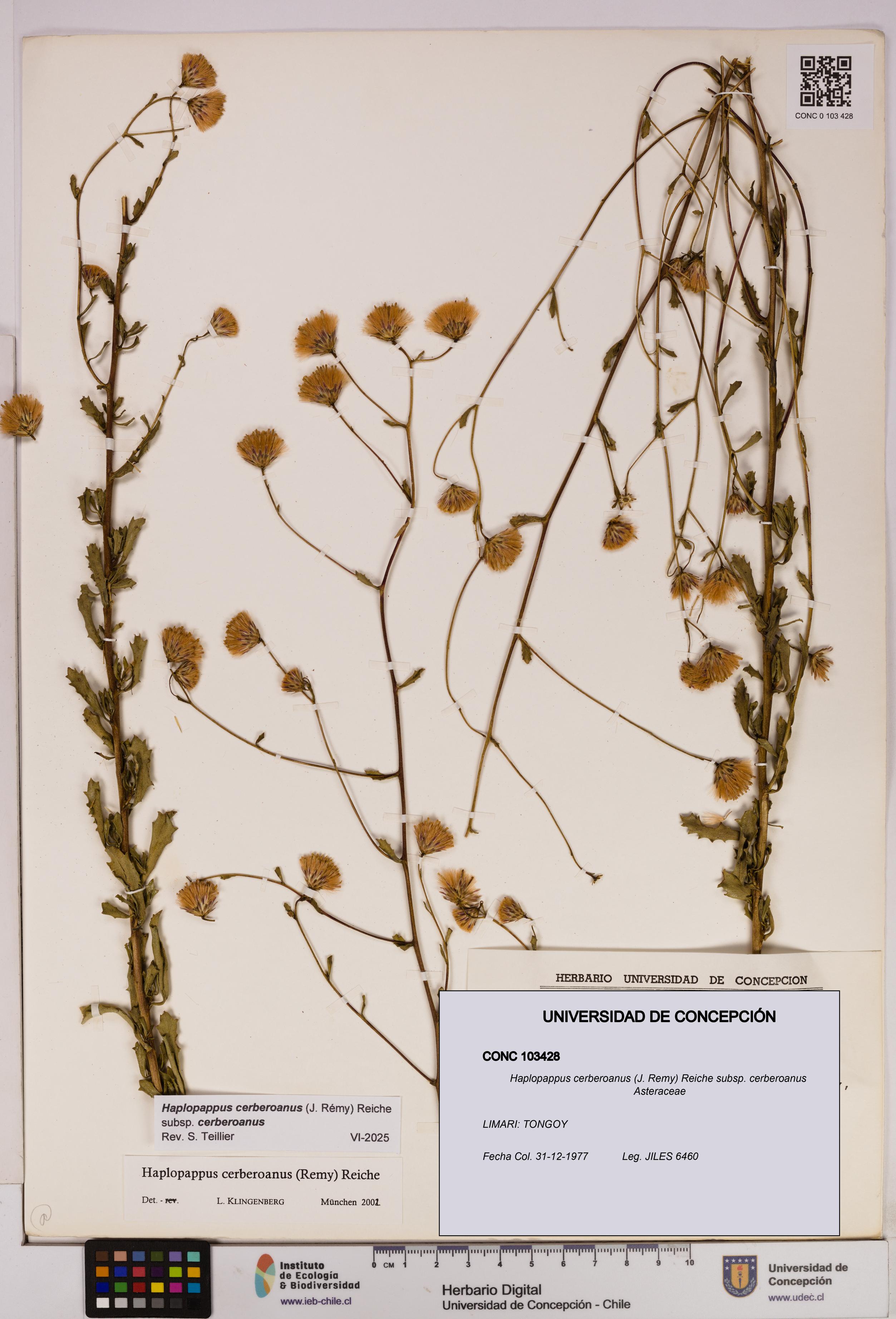 Haplopappus cerberoanus subsp. cerberoanus [Espécimen: UDEC:CONC:0103428]