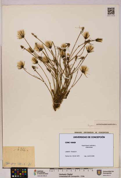 Hypochaeris radicata [Espécimen: UDEC:CONC:0103429]