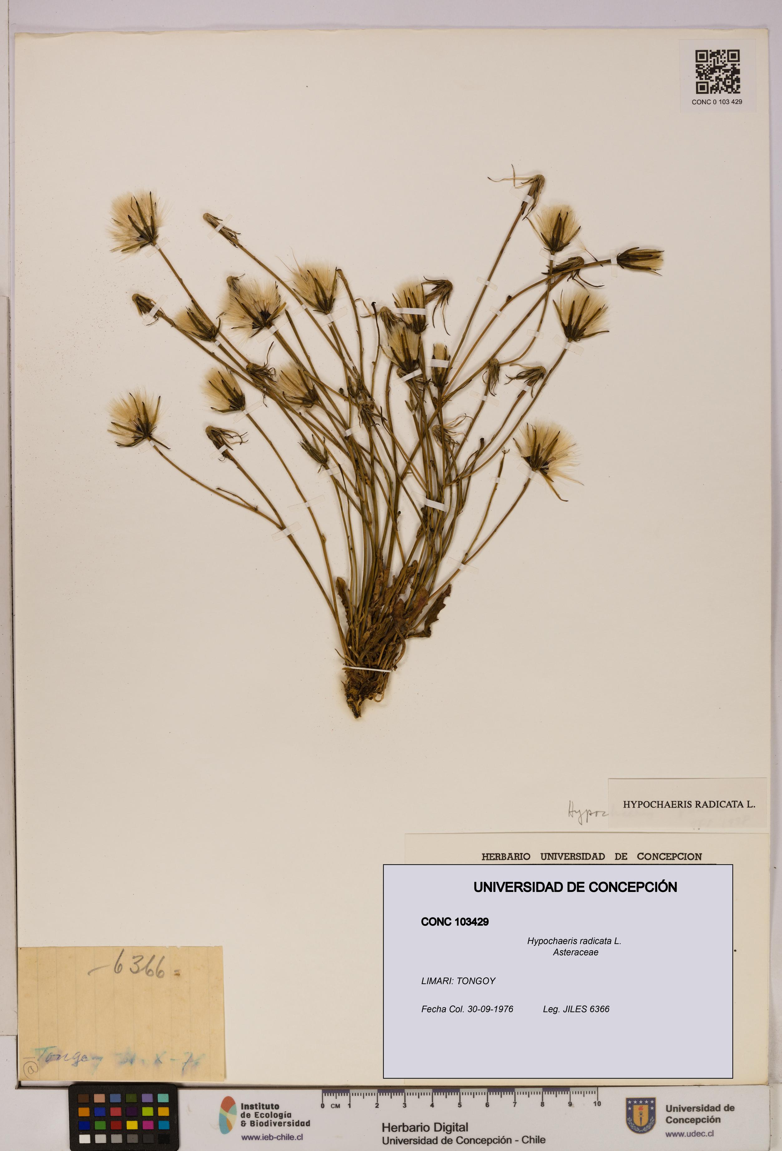Hypochaeris radicata [Espécimen: UDEC:CONC:0103429]