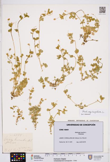 Medicago lupulina [Espécimen: ]