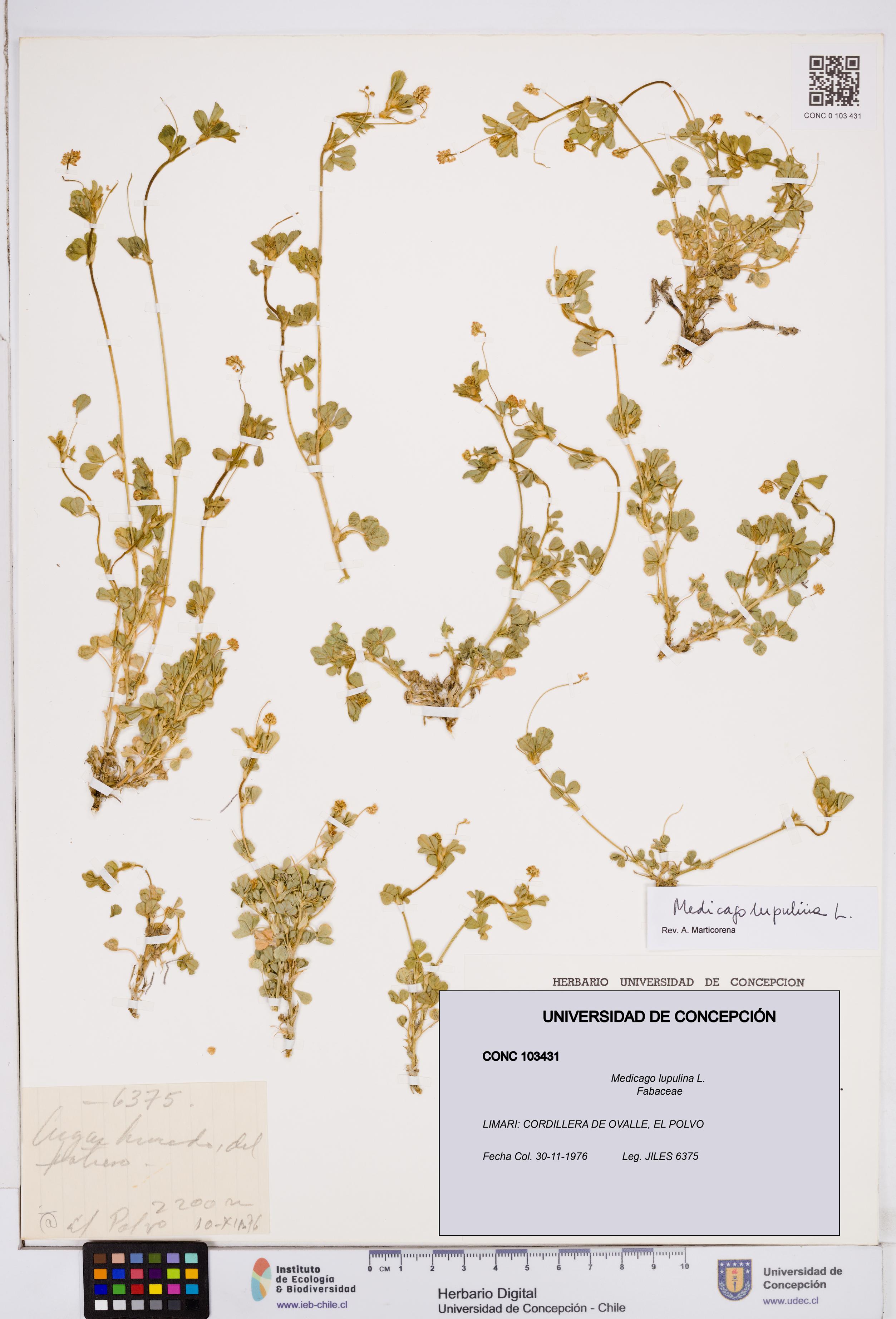 Medicago lupulina [Espécimen: ]