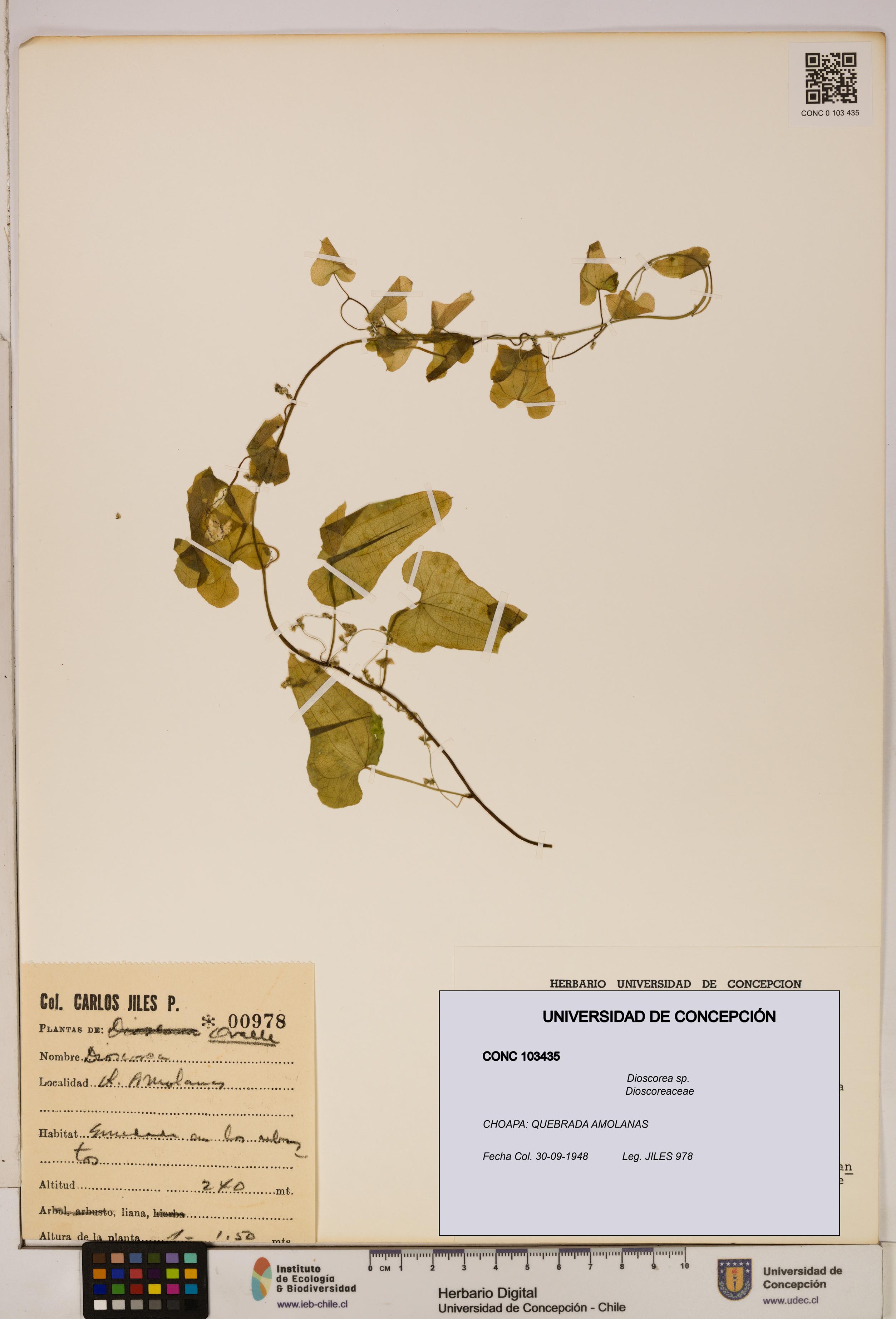 Dioscorea sp. [Espécimen: ]