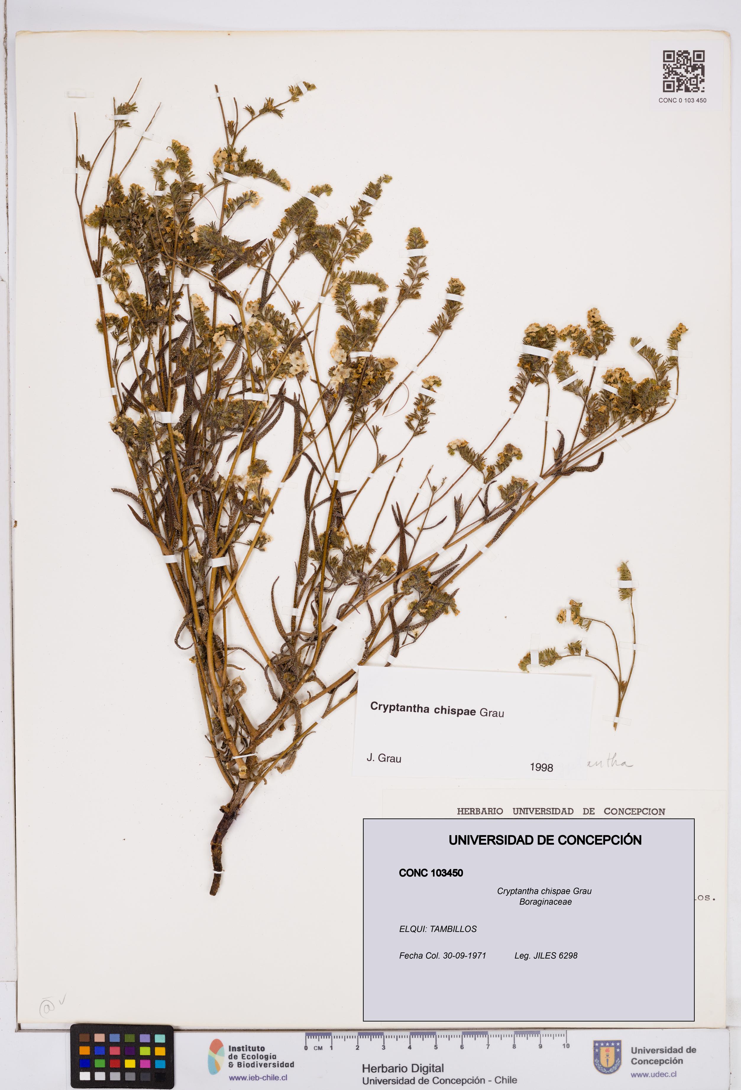 Cryptantha chispae [Espécimen: ]