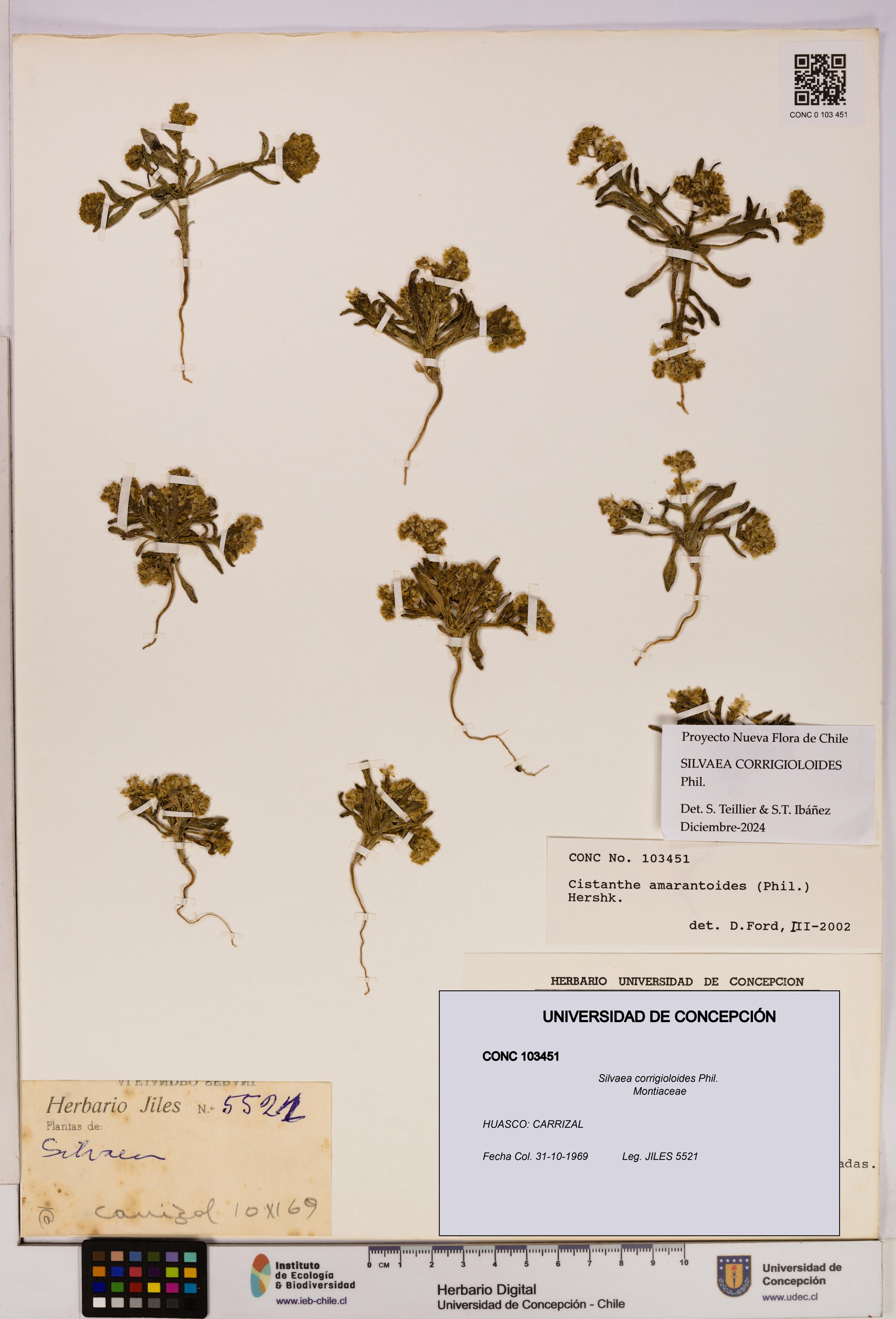 Silvaea corrigioloides [Espécimen: UDEC:CONC:0103451]