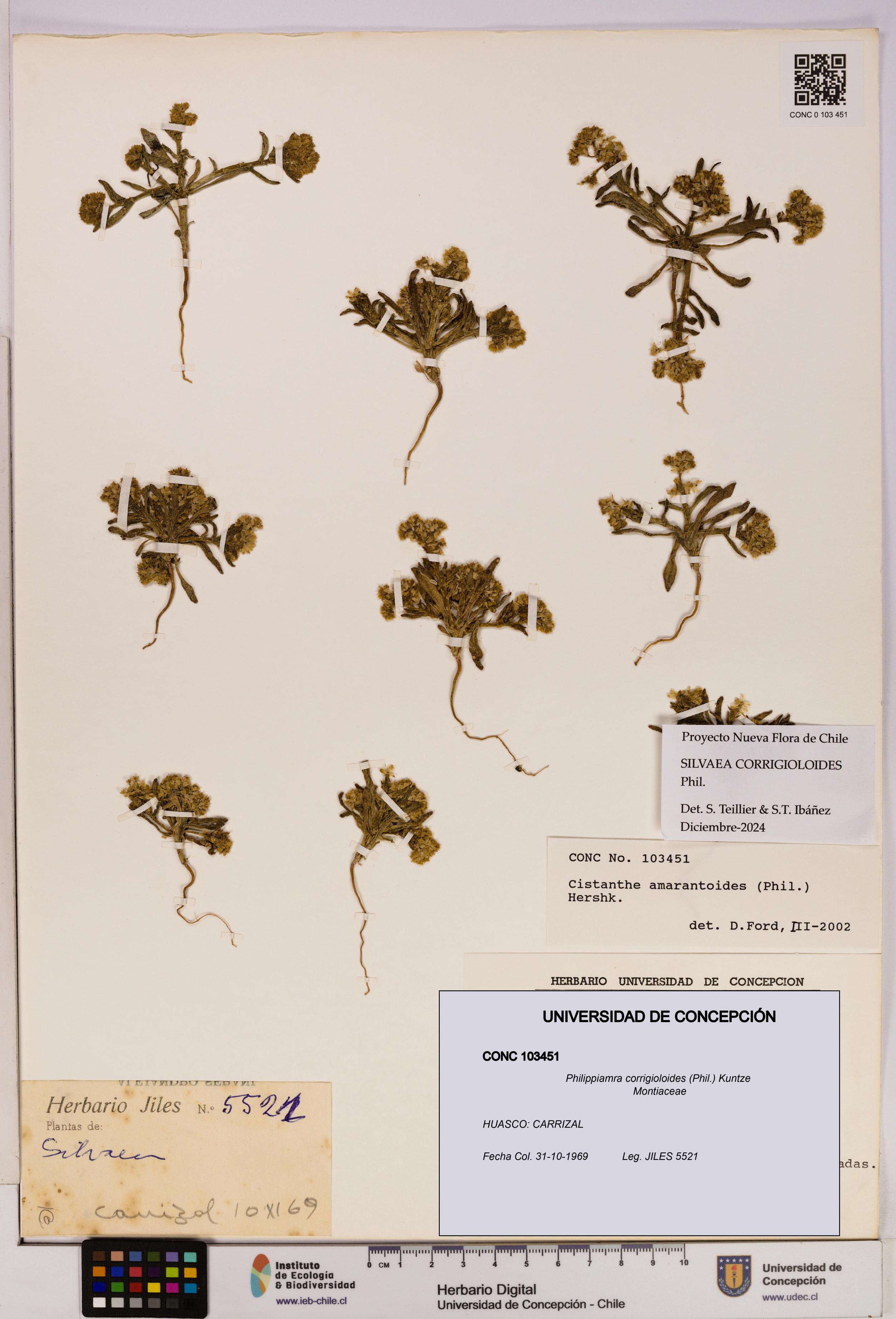 Philippiamra corrigioloides [Espécimen: ]