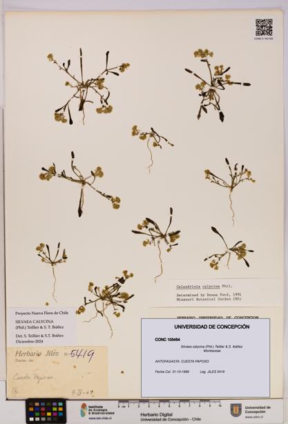 Silvaea calycina [Espécimen: UDEC:CONC:0103454]