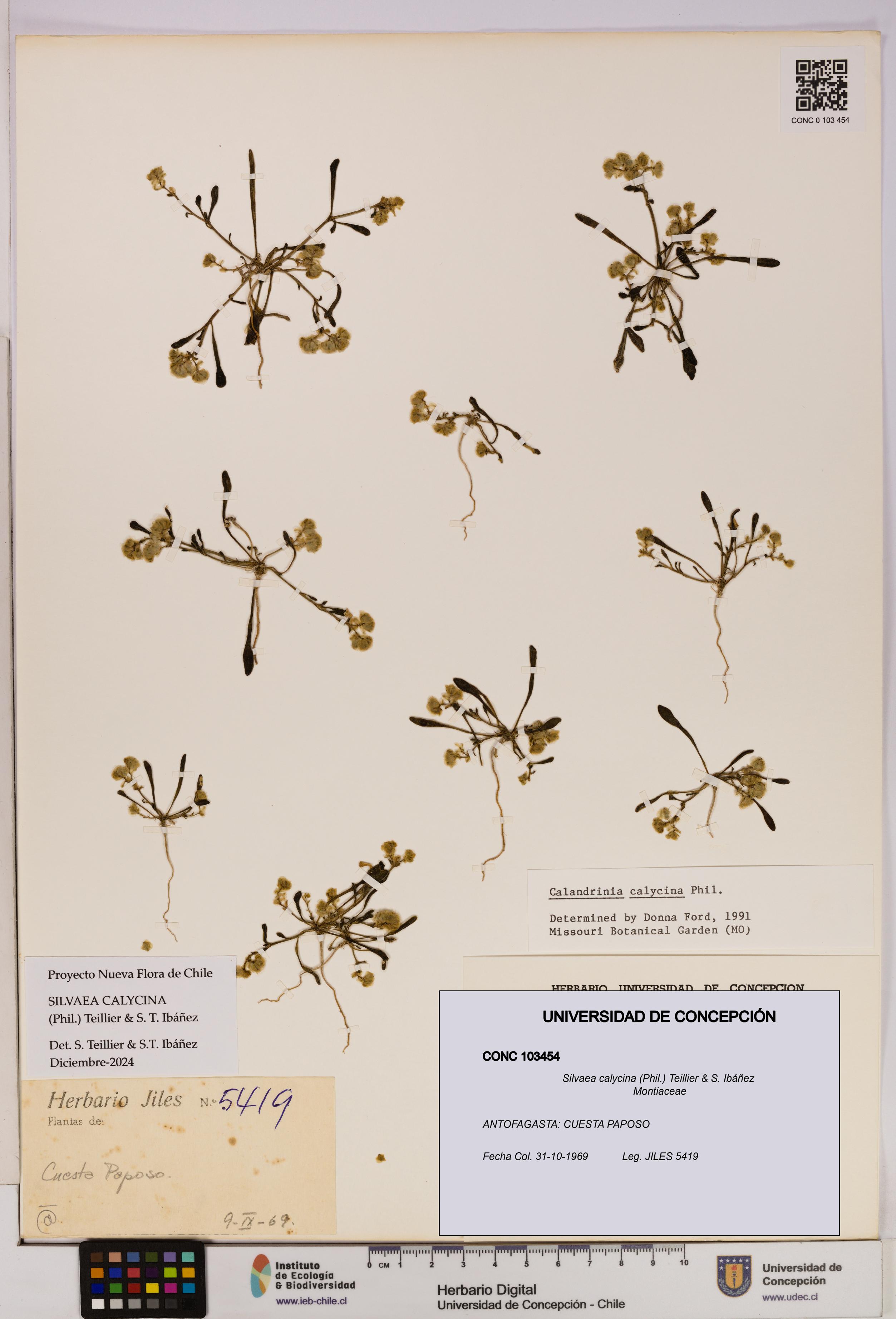 Silvaea calycina [Espécimen: UDEC:CONC:0103454]