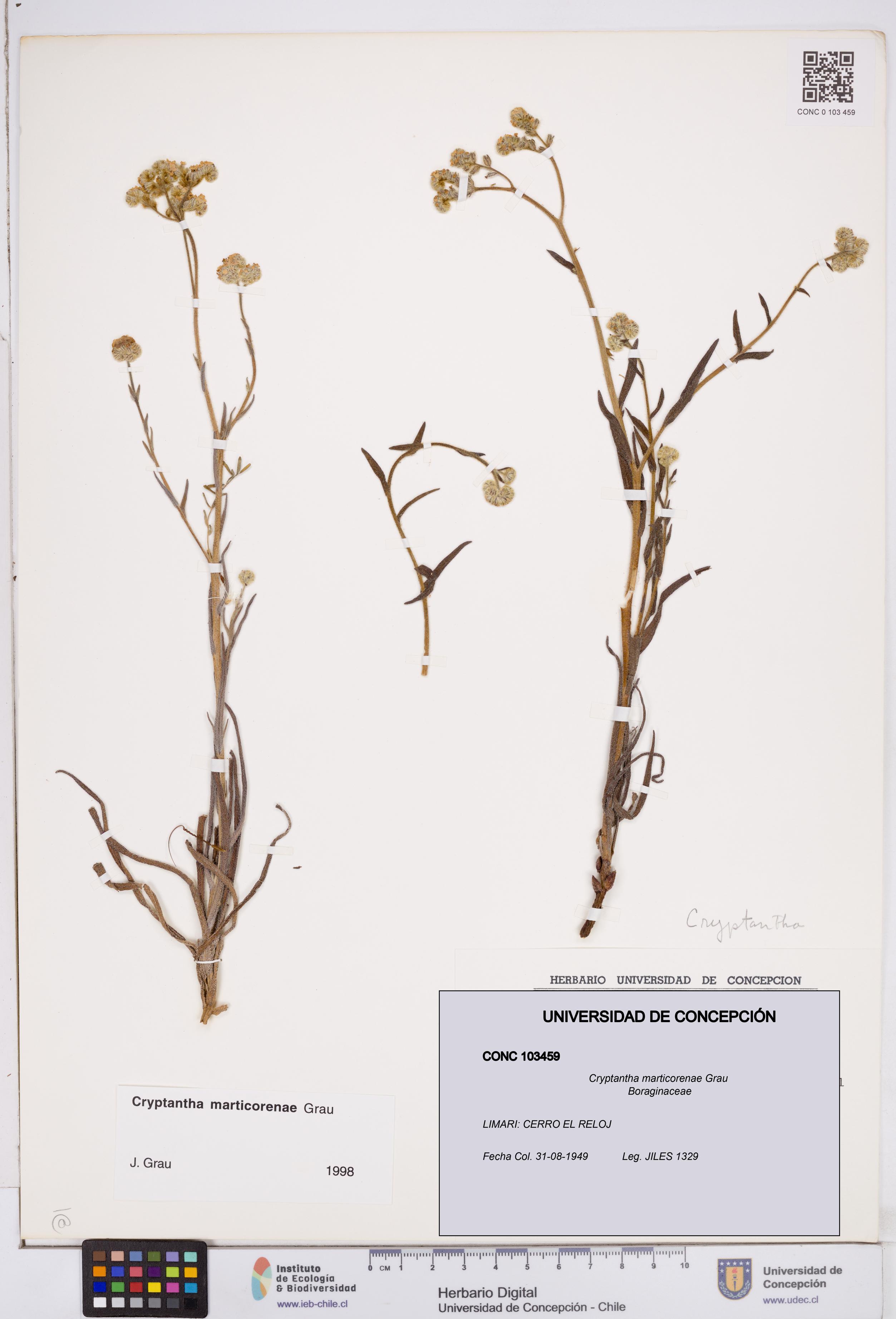 Cryptantha marticorenae [Espécimen: ]