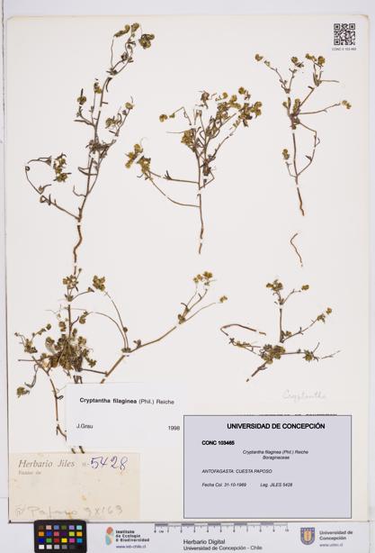 Cryptantha filaginea [Espécimen: ]