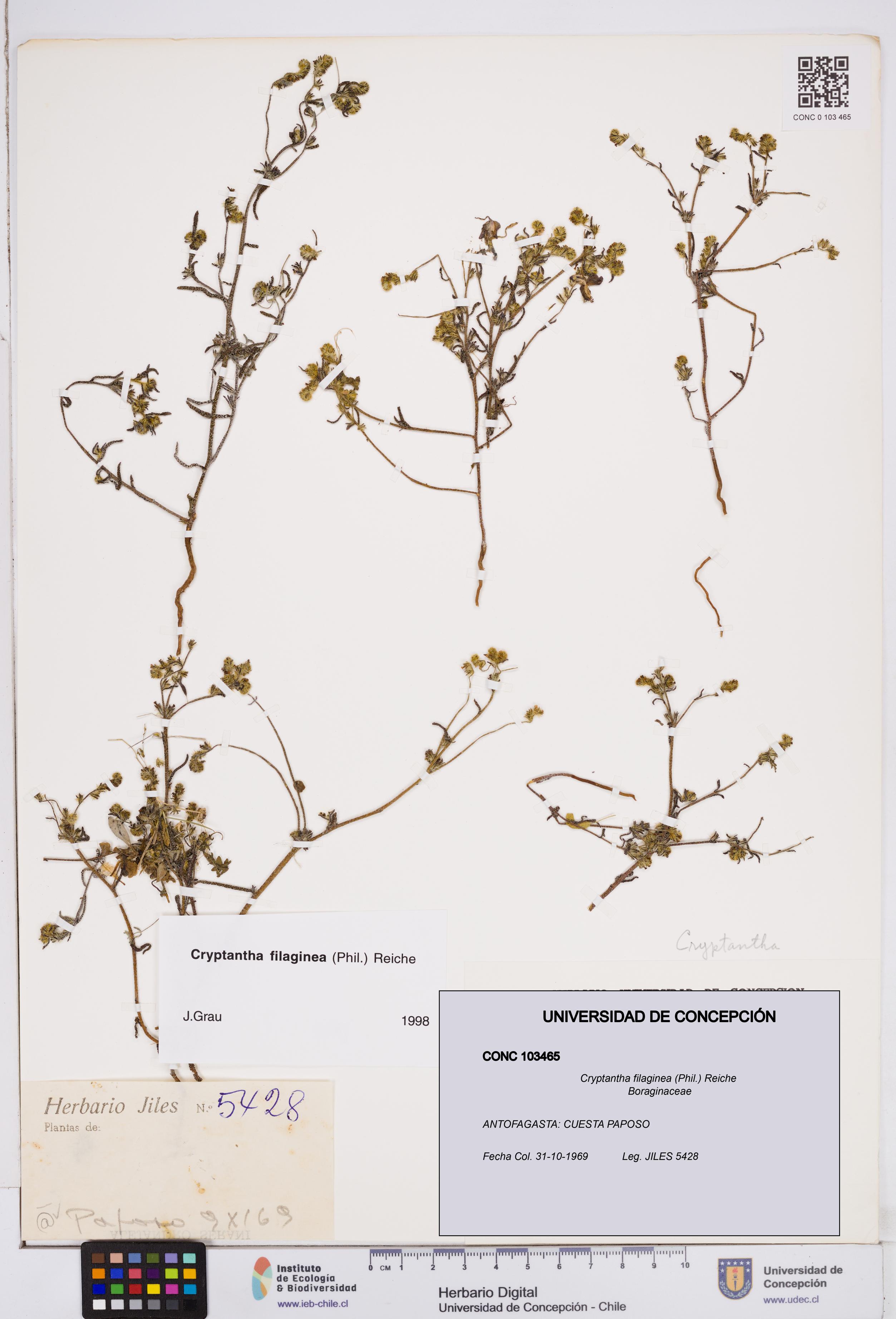Cryptantha filaginea [Espécimen: ]