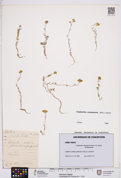 Cryptantha volckmannii [Espécimen: ]